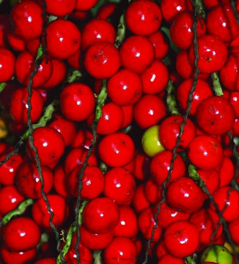 Aiphanes minima fruit