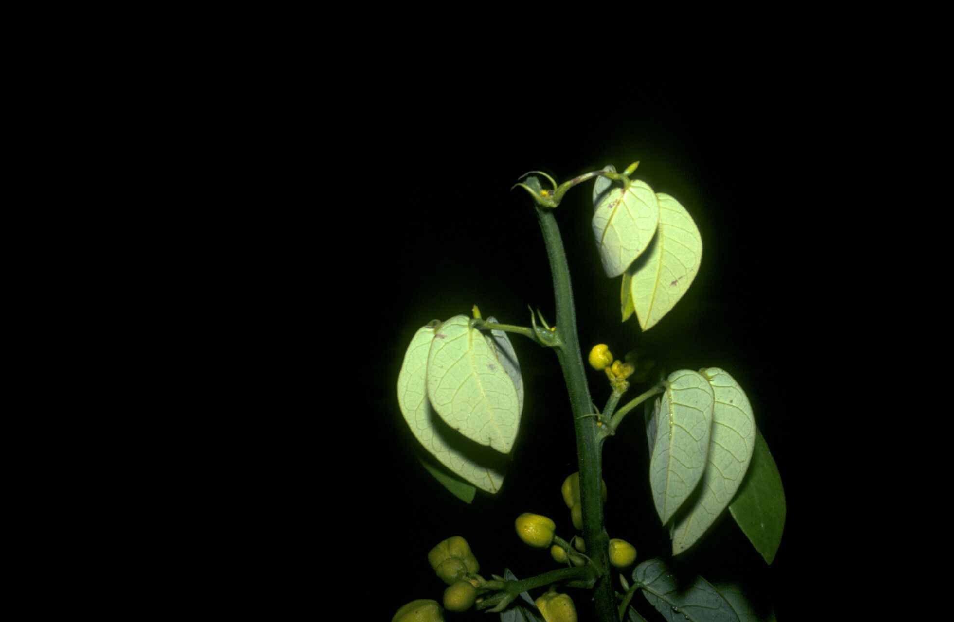 Senna chrysocarpa fruit