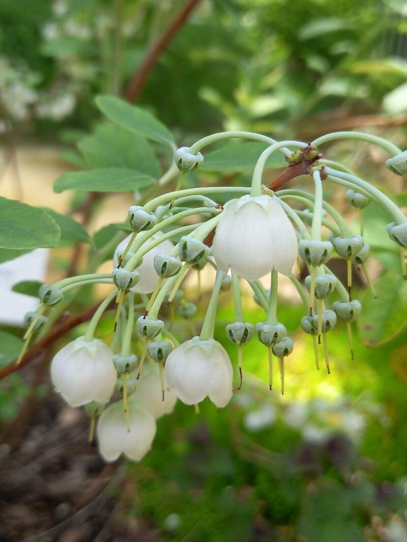 Zenobia pulverulenta flower