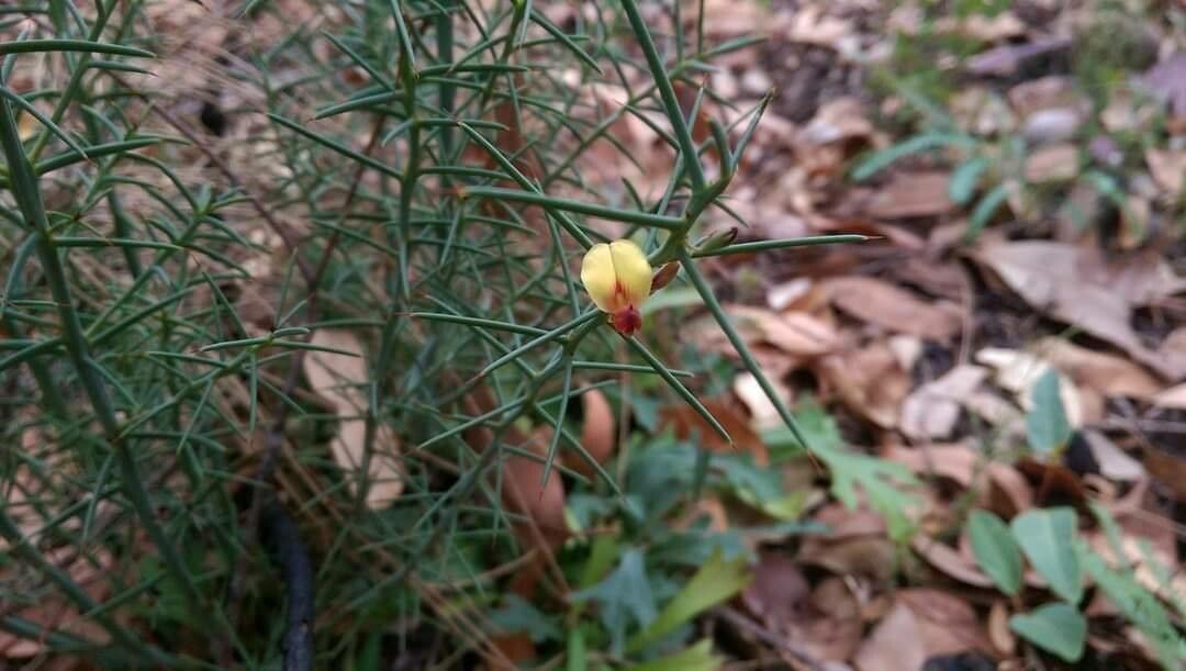 Daviesia angulata — related species from the same genus