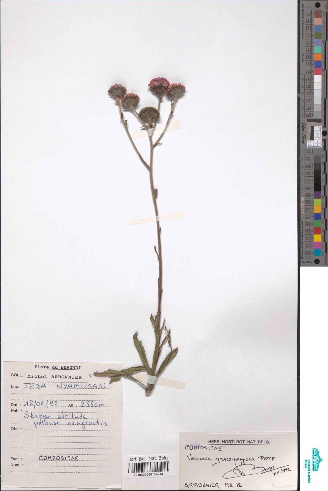 Vernonia griseopapposa — houseplant care guide