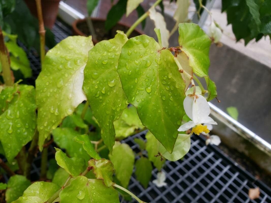 Begonia undulata — houseplant care guide