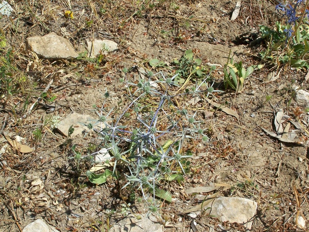 Eryngium tricuspidatum habit