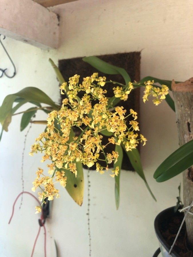 Oncidium baueri flower