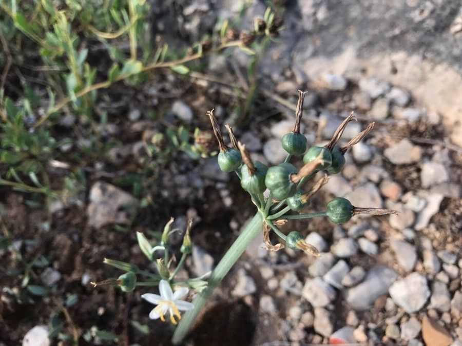 Lapiedra martinezii fruit