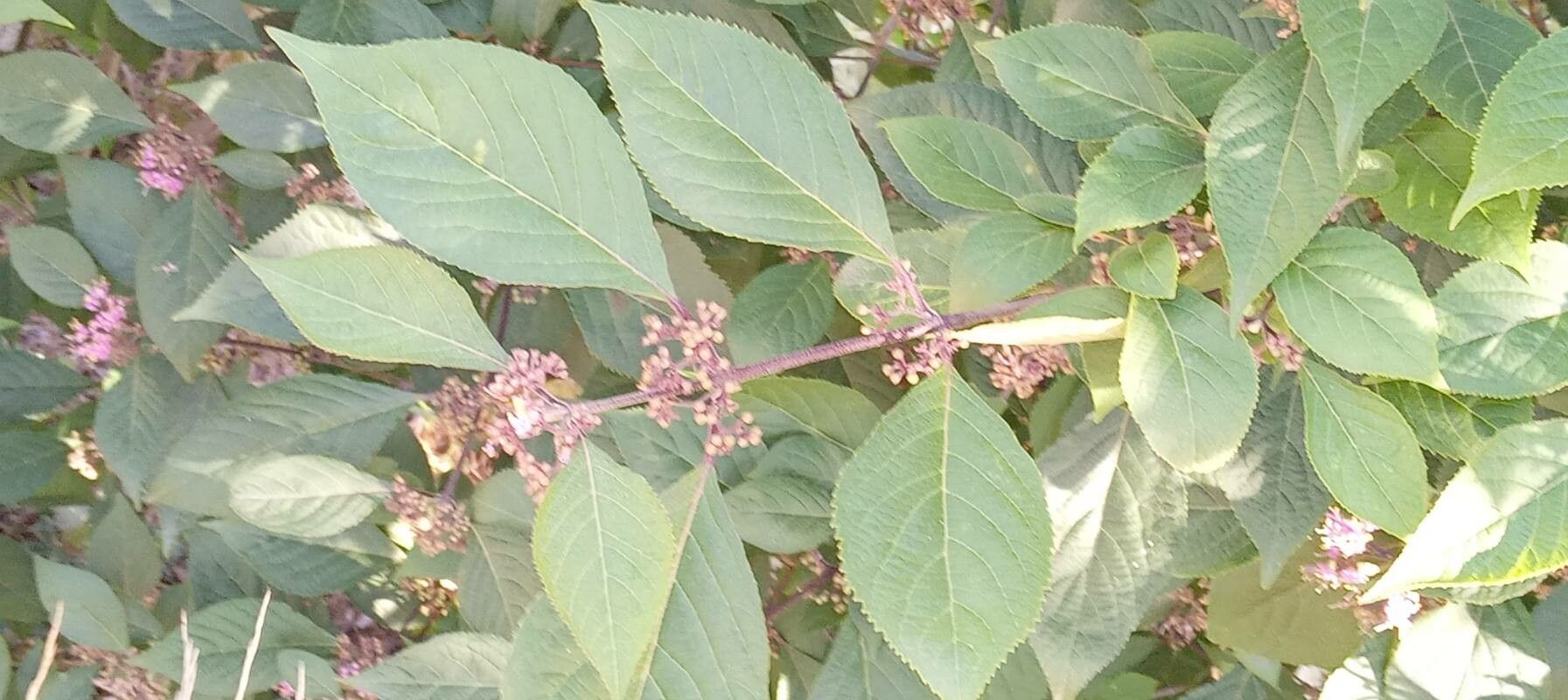 Callicarpa bodinieri