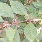 Callicarpa bodinieri