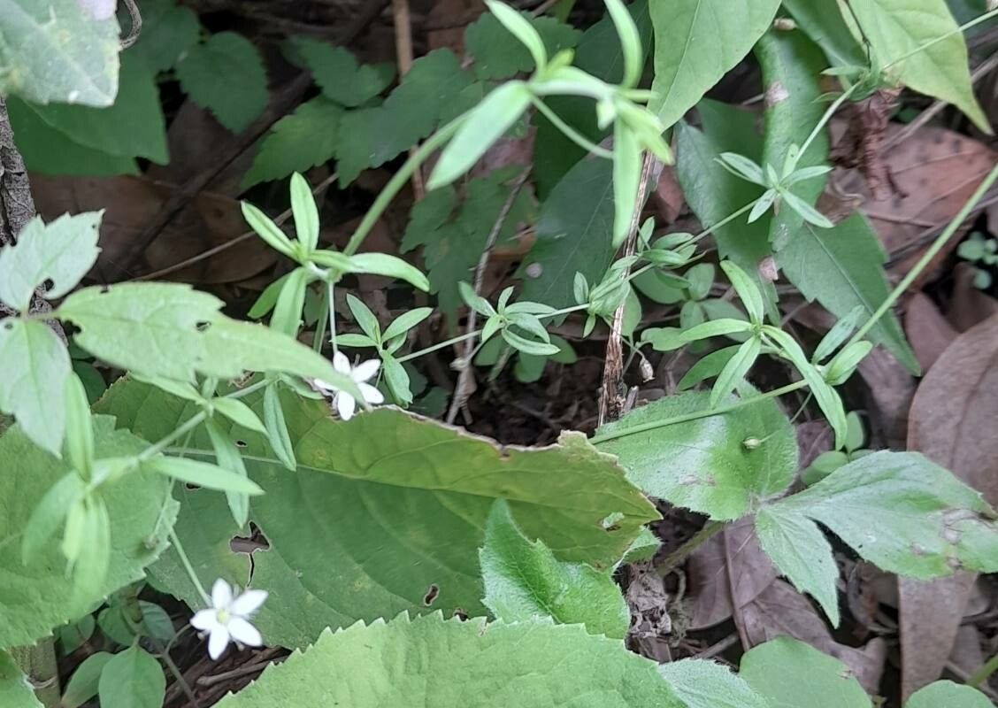 Arenaria lanuginosa habit