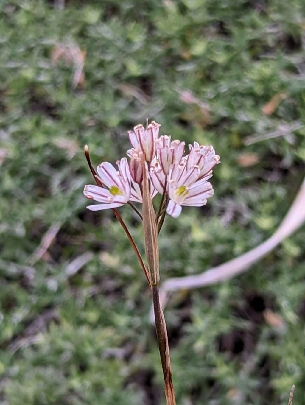 Allium callimischon flower