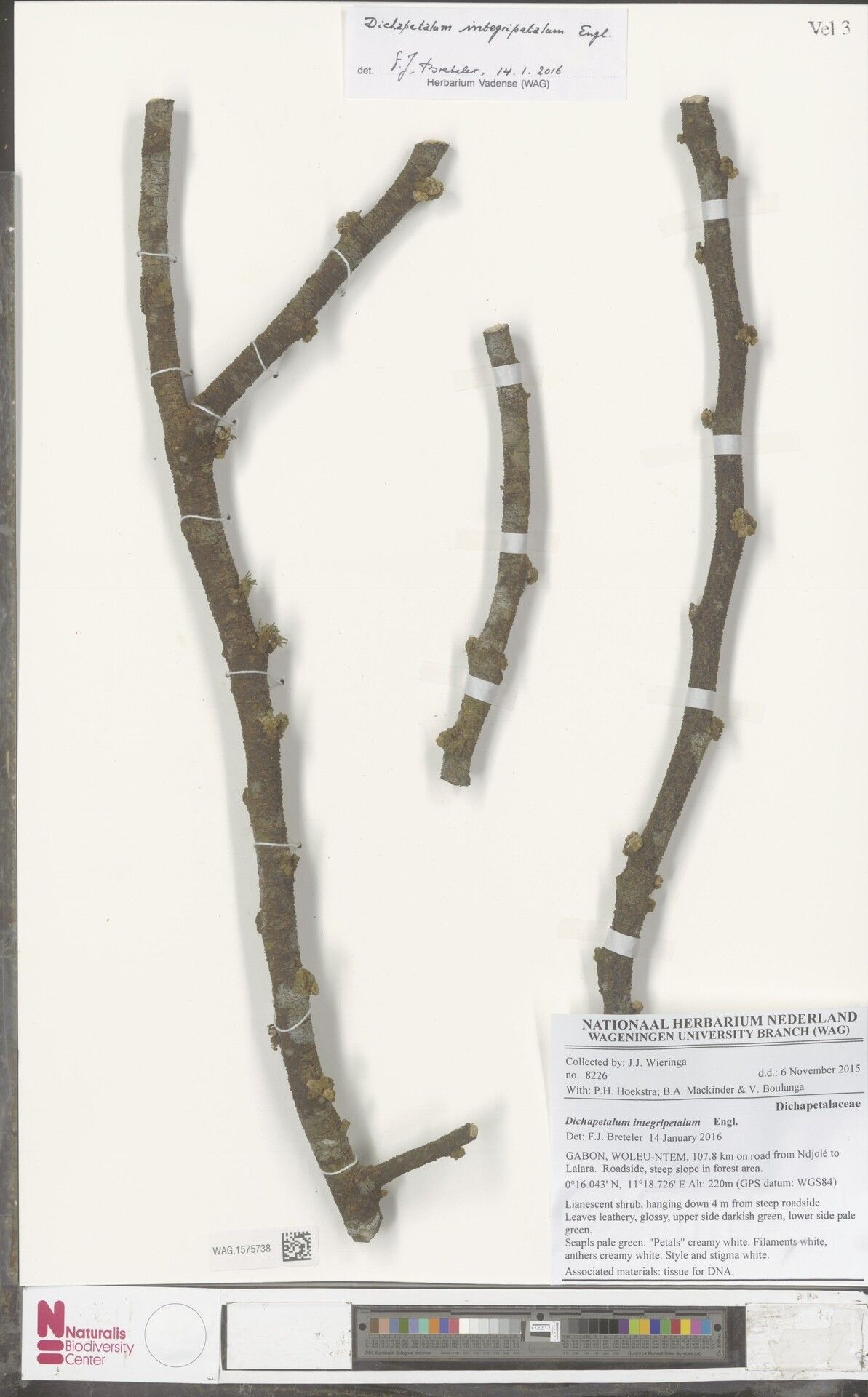 Dichapetalum integripetalum — houseplant care guide