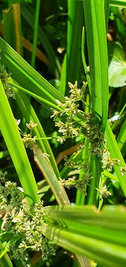 Cyperus assimilis flower