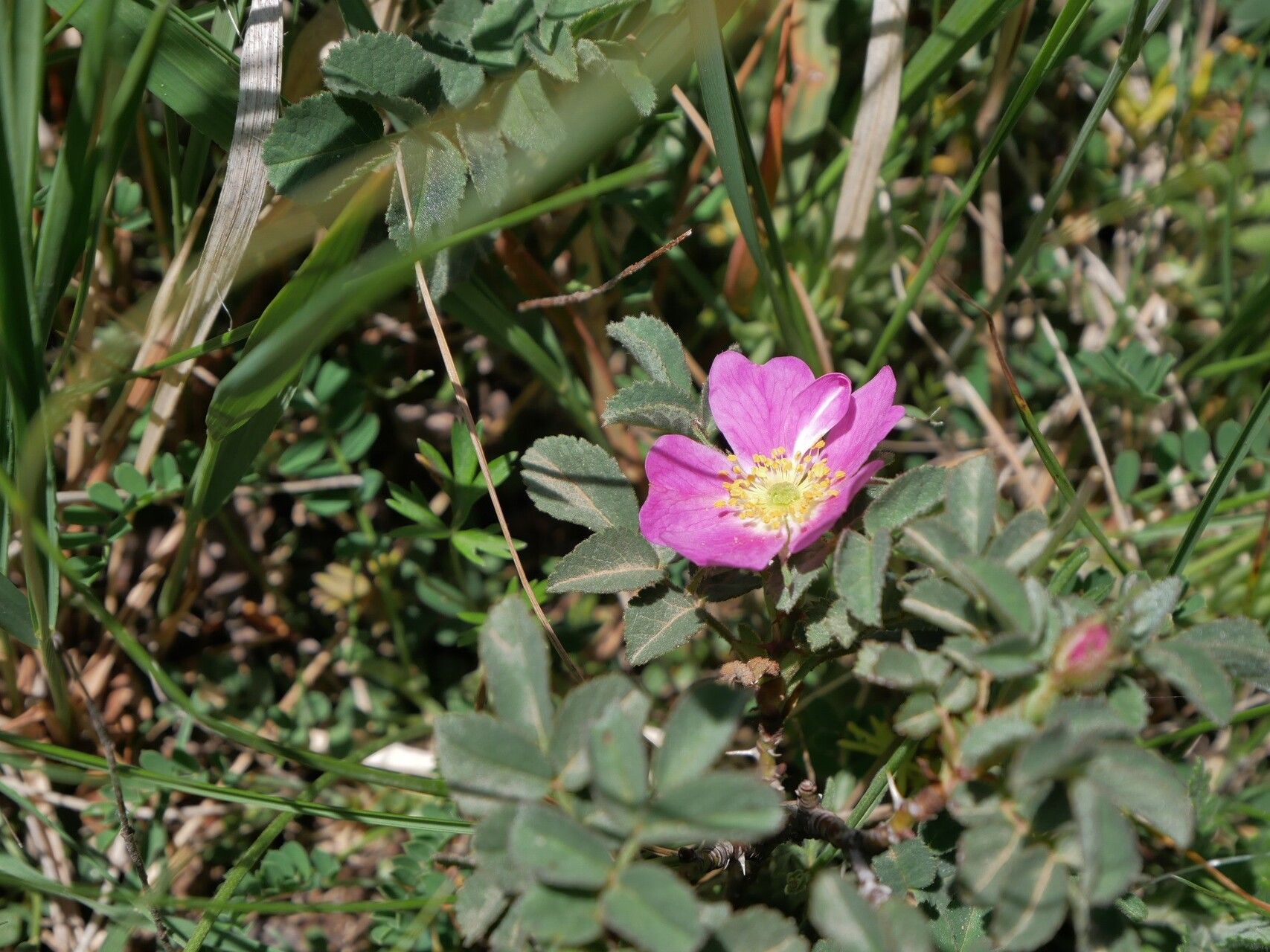 Rosa heckeliana flower