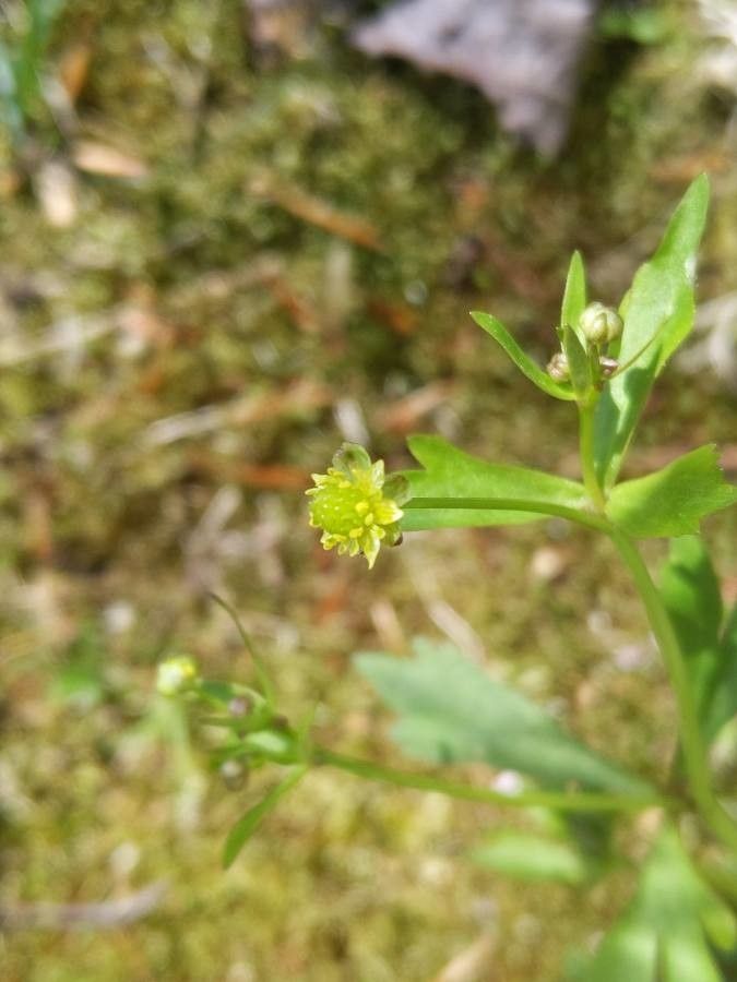 Ranunculus micranthus flower