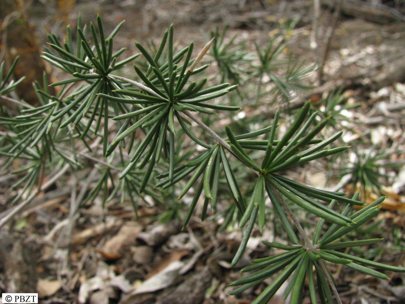 Asparagus schumanianus — houseplant care guide