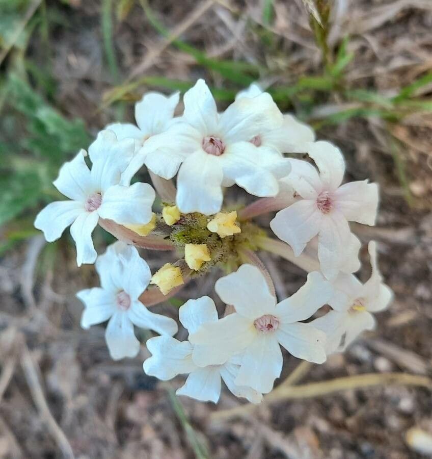 Glandularia platensis flower