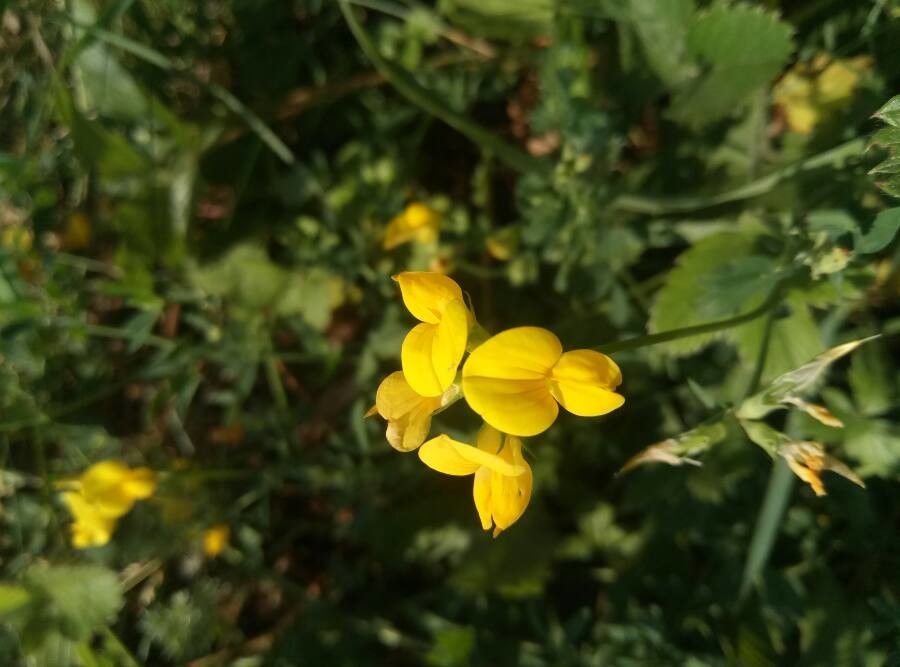 Lotus ucrainicus flower