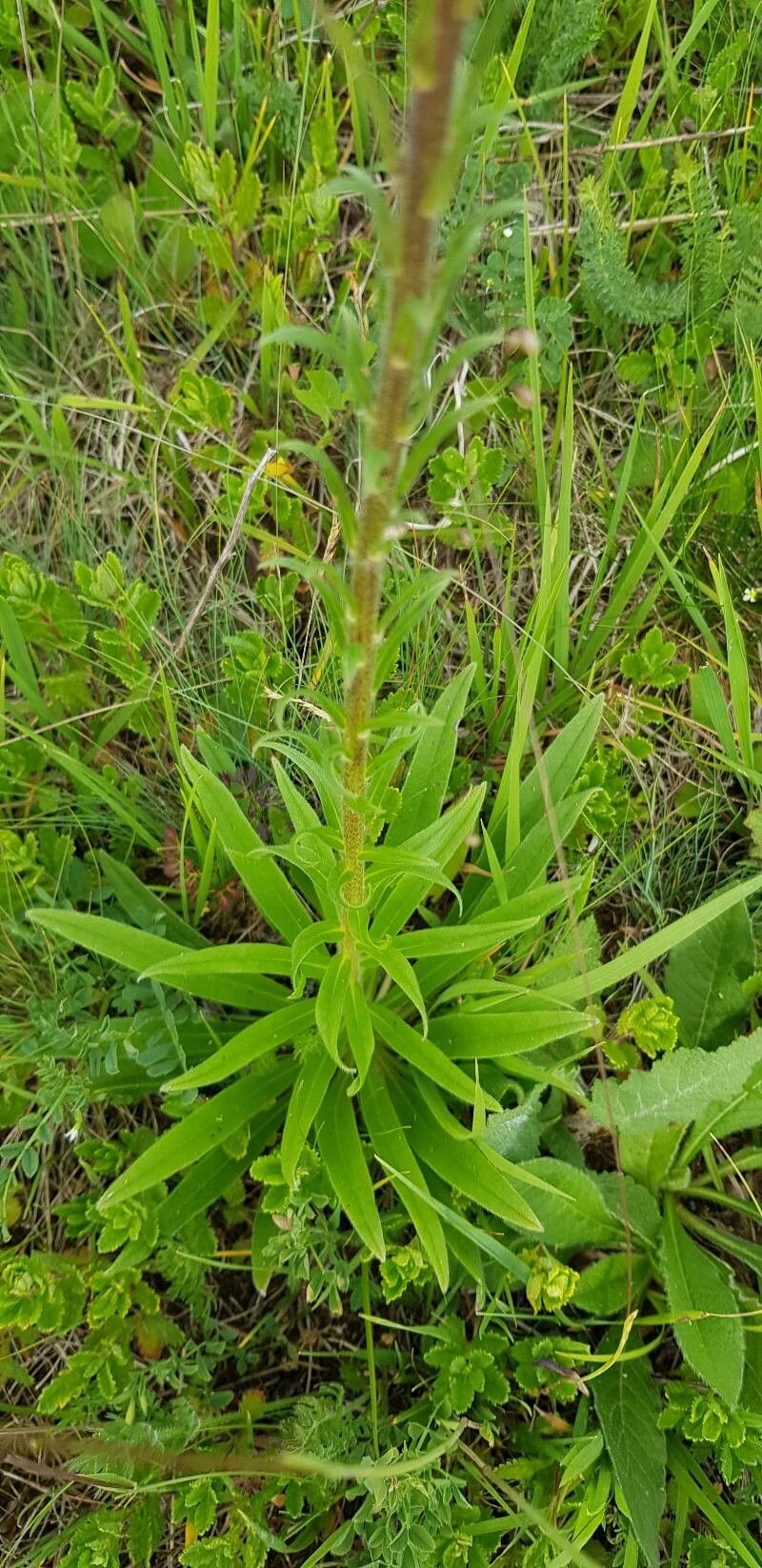 Pontechium maculatum — houseplant care guide