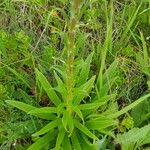 Pontechium maculatum