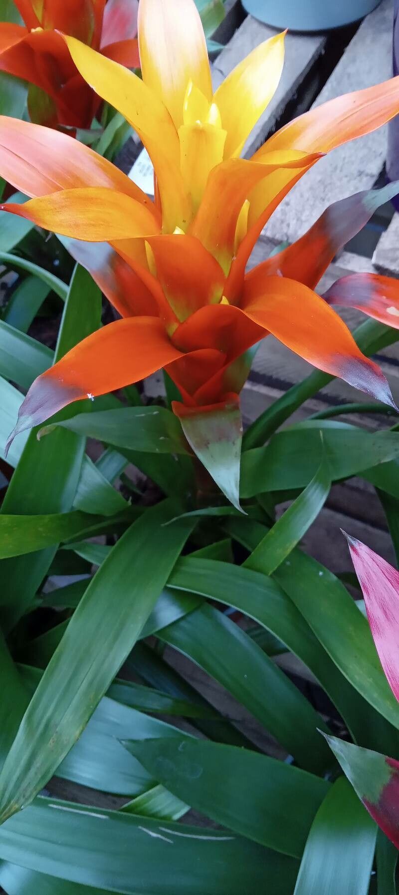 Guzmania spp. habit