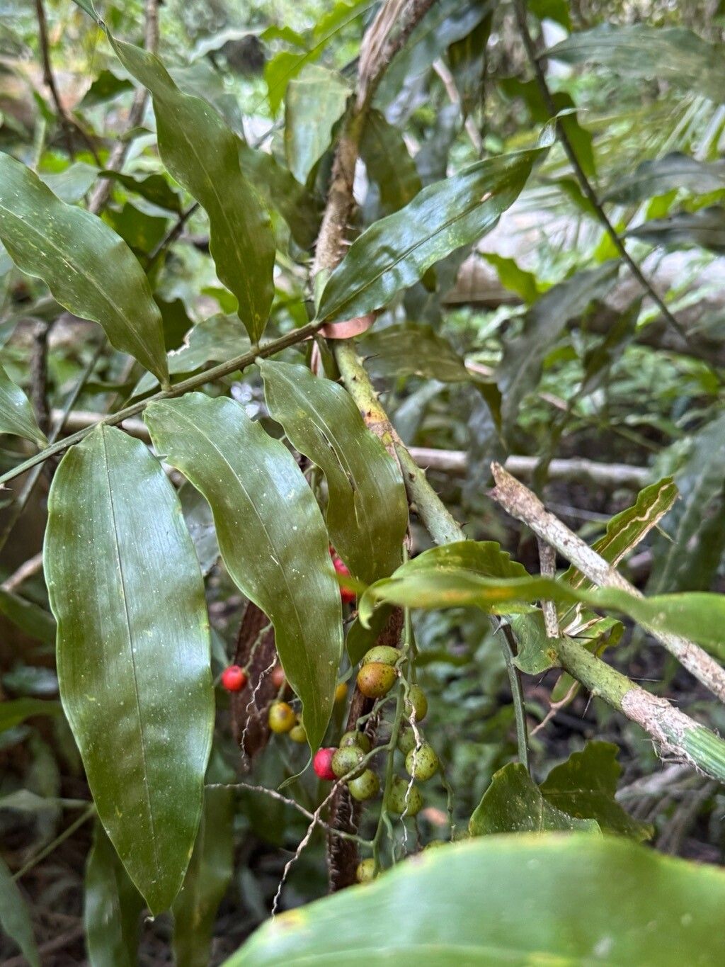 Desmoncus orthacanthos leaf