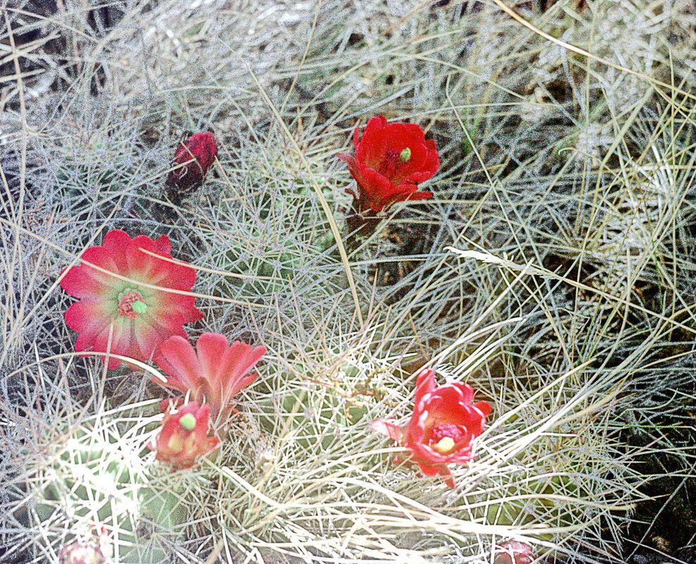 Echinocereus triglochidiatus bark