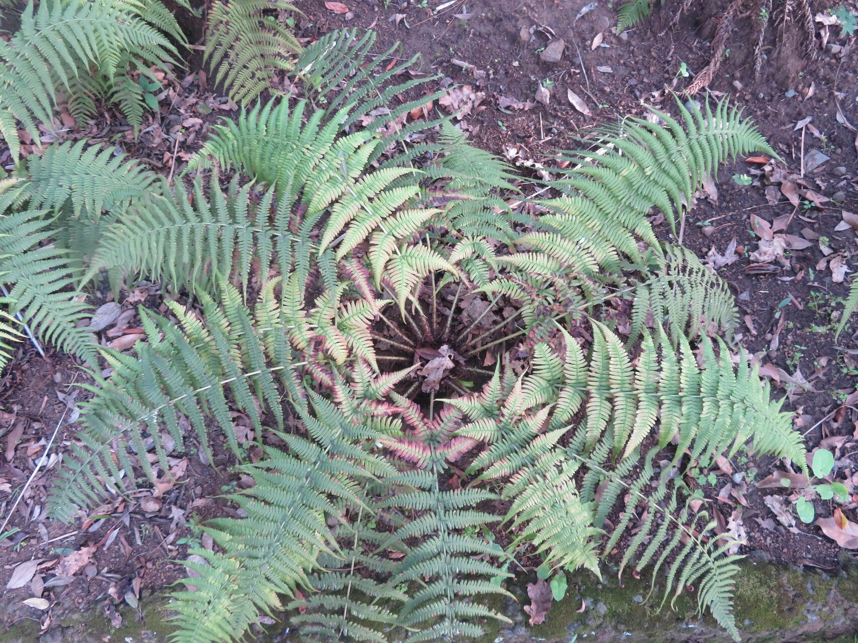 Dryopteris aitoniana habit
