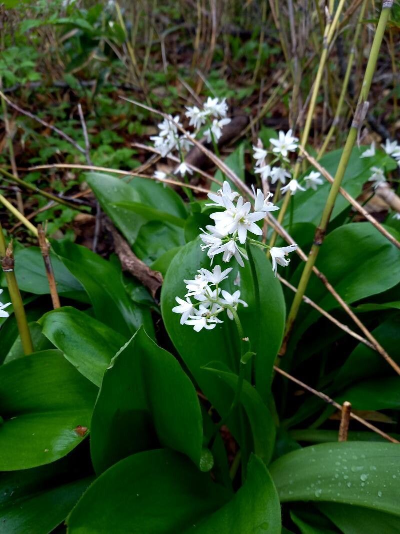 Clintonia udensis other