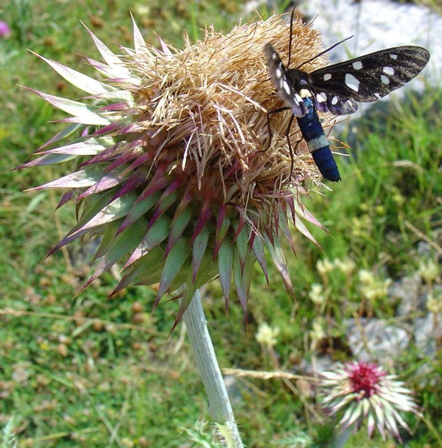 Onopordum horridum fruit