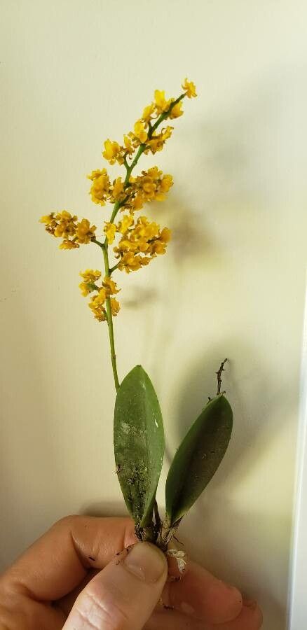 Oncidium cheirophorum flower