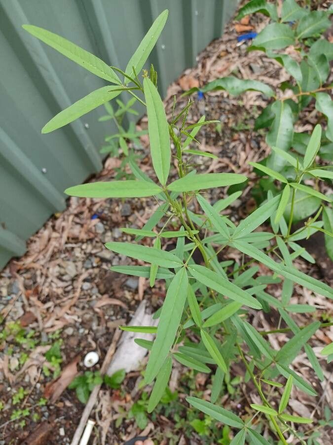 Crotalaria lanceolata — search result for 'Crotalaria'