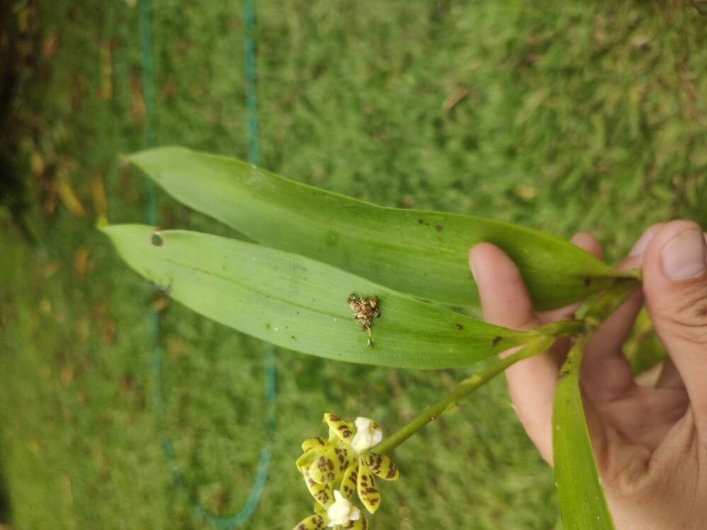 Prosthechea crassilabia leaf