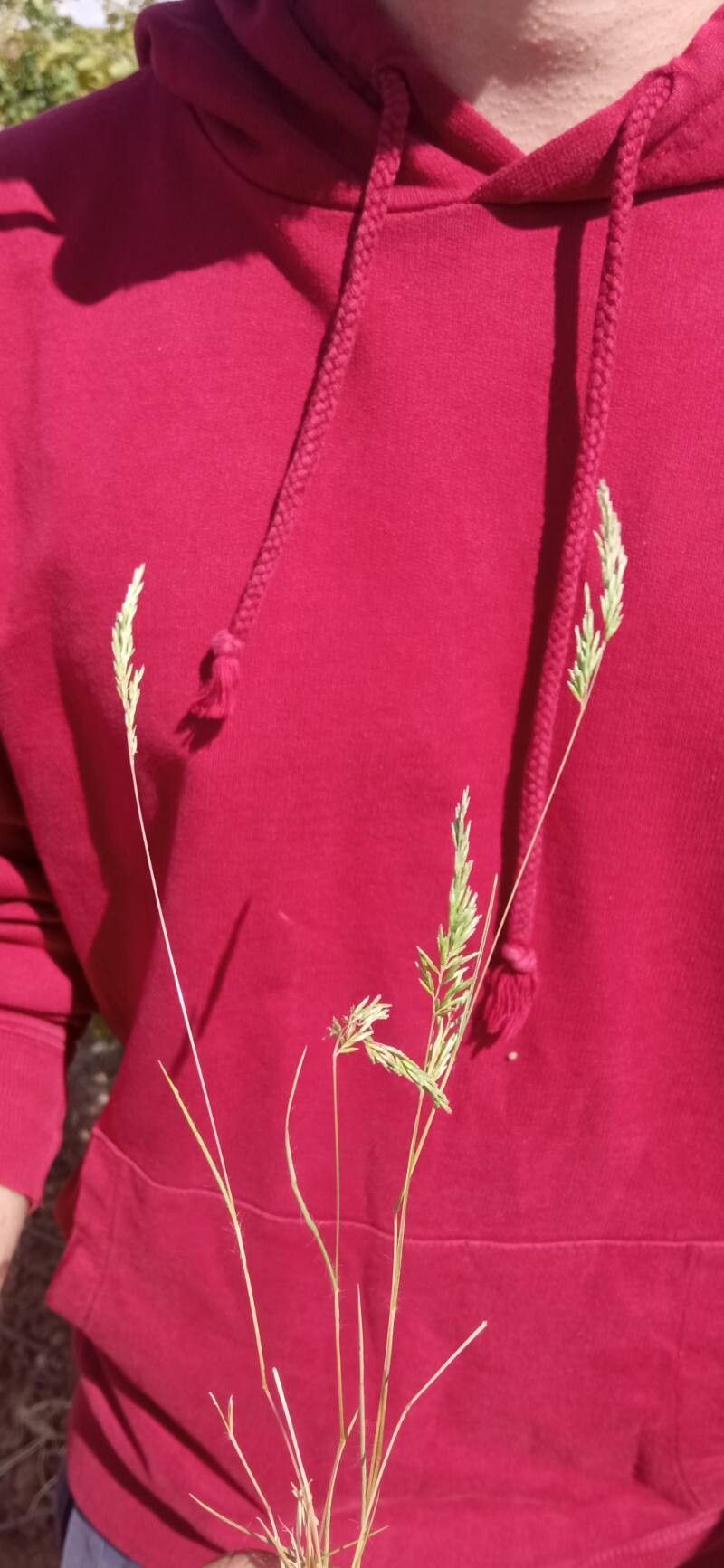 Schismus barbatus flower