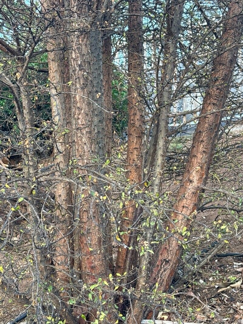 Leuenbergeria zinniiflora bark