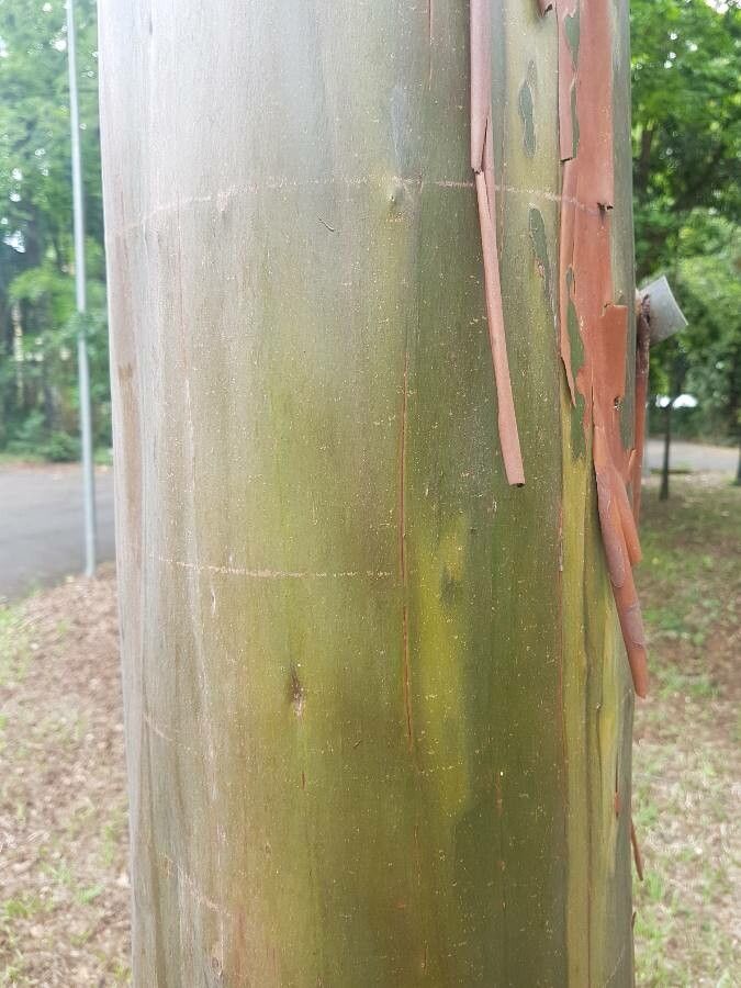 Calycophyllum spruceanum bark