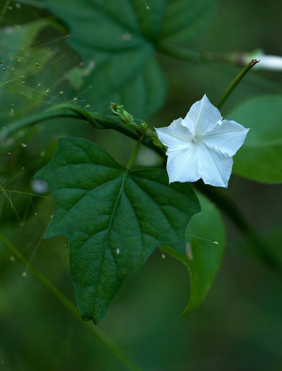 Ipomoea simonsiana flower