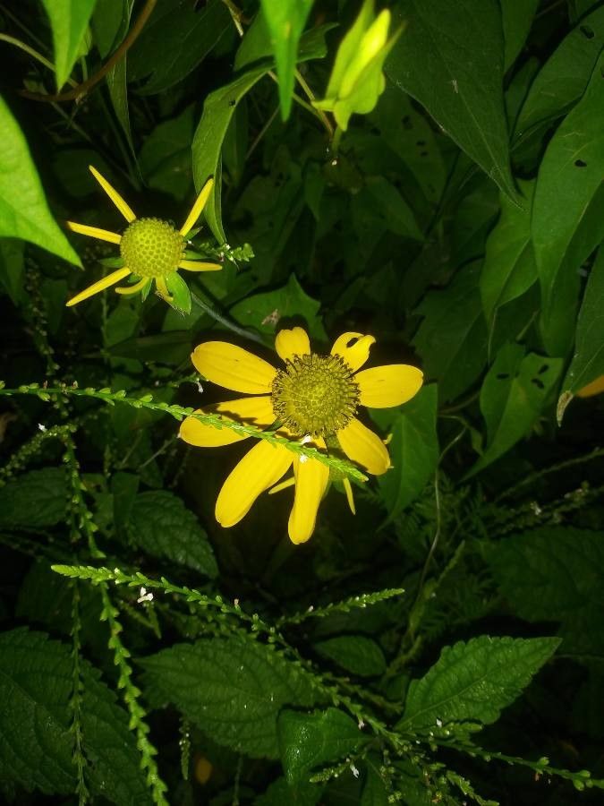 Heliopsis parvifolia — houseplant care guide