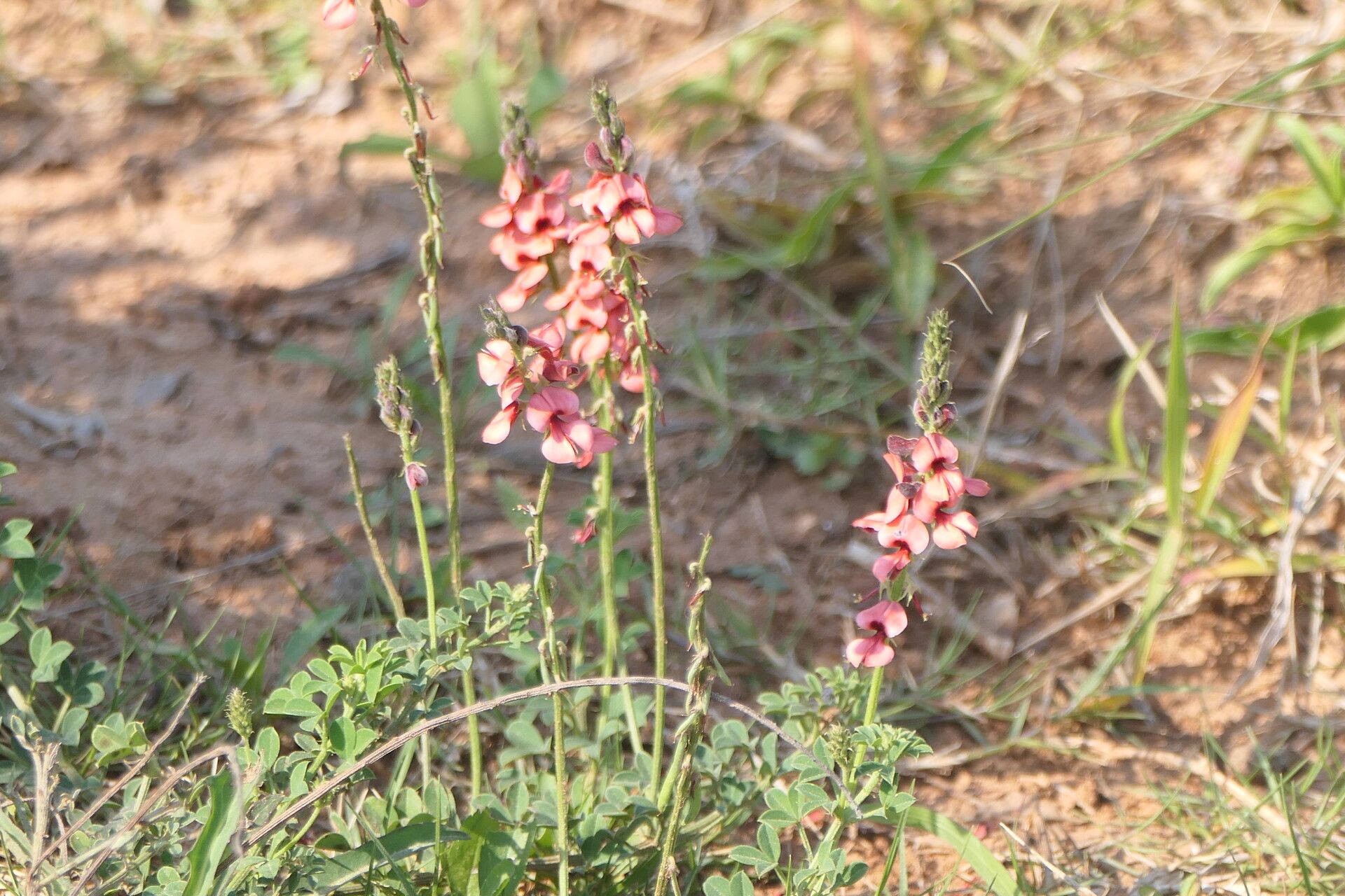 Indigofera heterophylla habit
