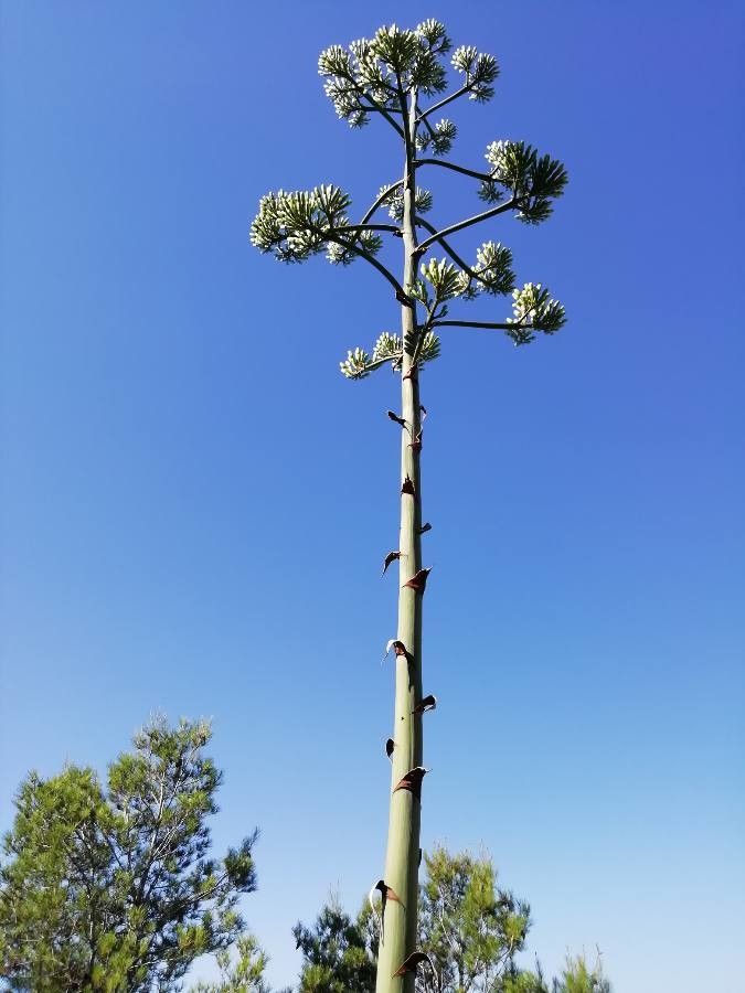 Agave asperrima bark