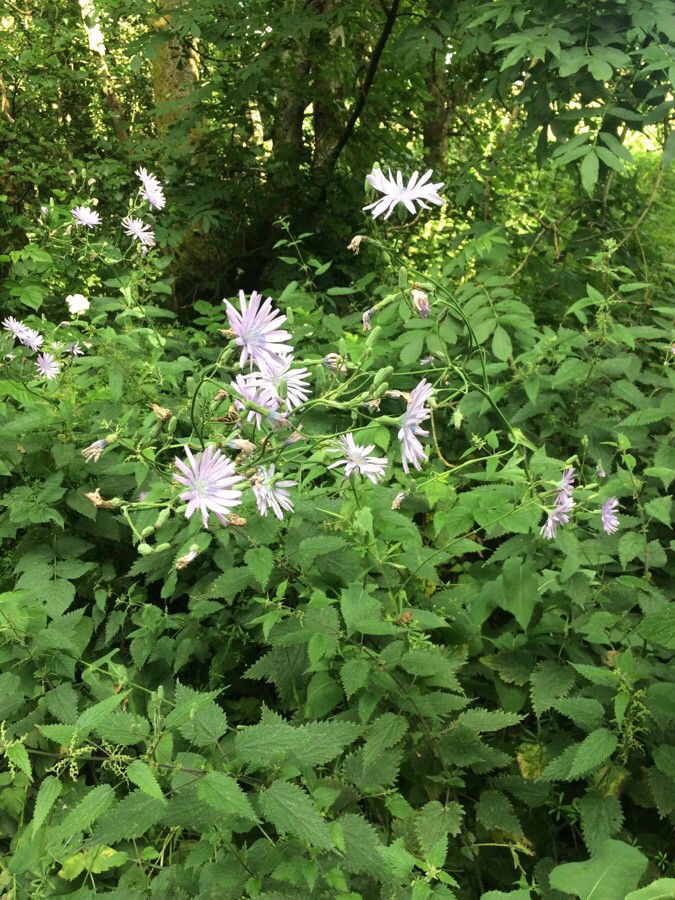 Lactuca macrophylla flower