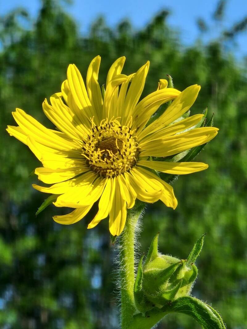 Silphium laciniatum flower