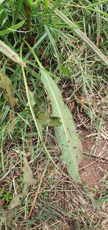 Rumex steudelii — houseplant care guide