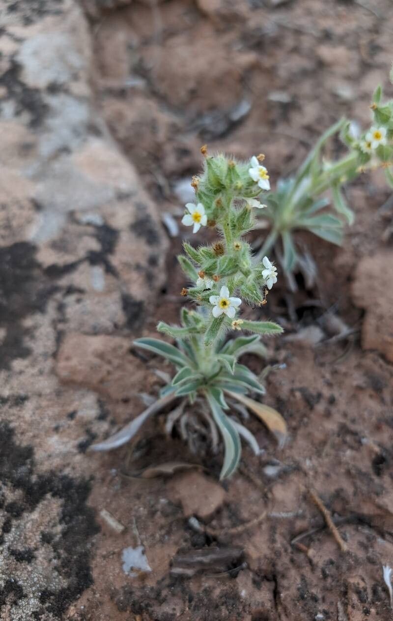 Oreocarya humilis habit