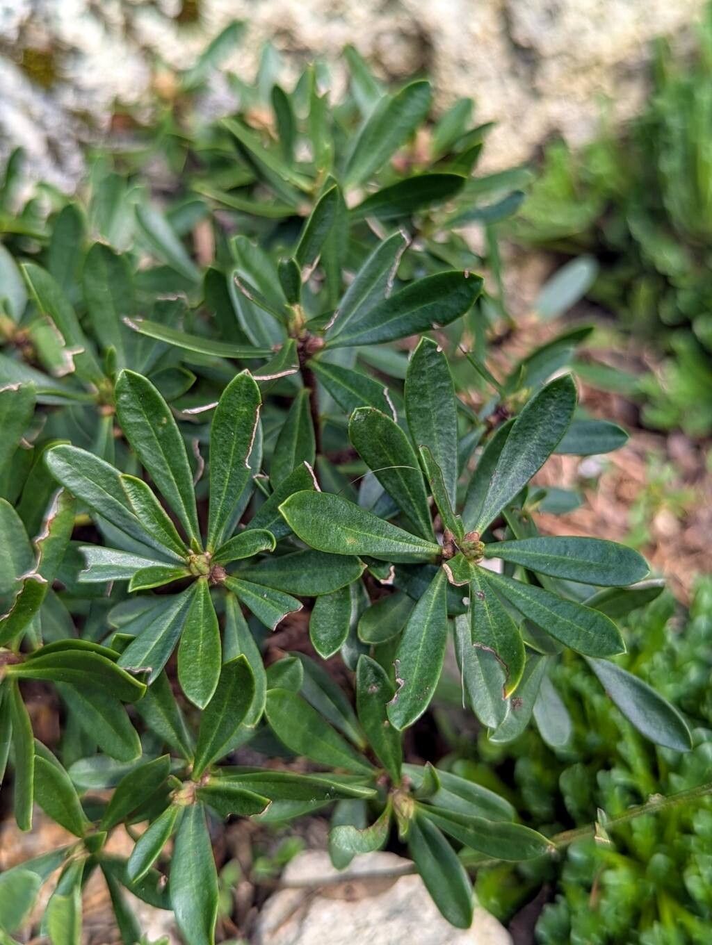 Daphne kosaninii leaf