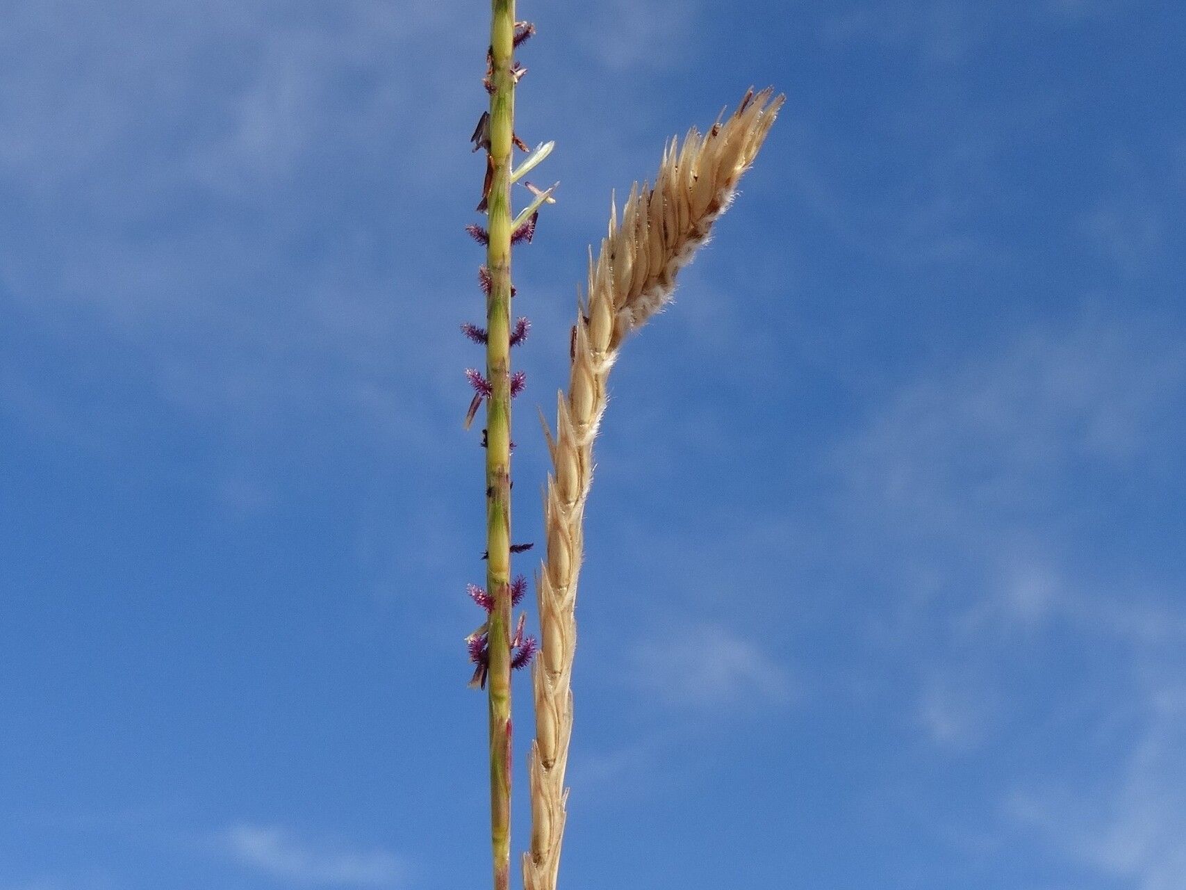 Elionurus tripsacoides flower