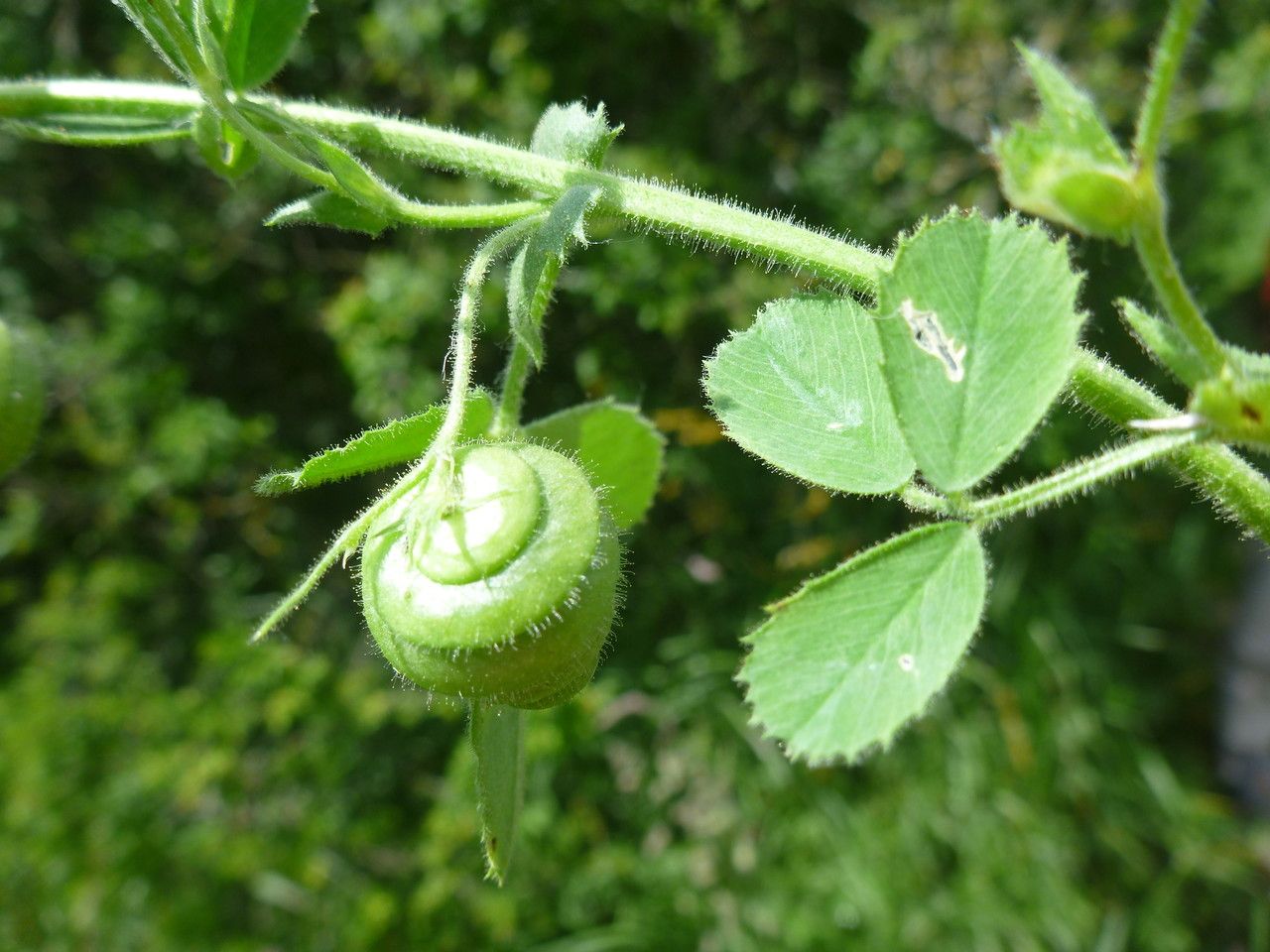 Medicago intertexta leaf