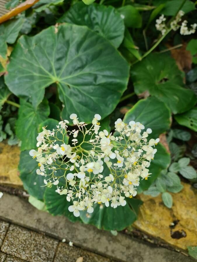 Begonia urophylla flower