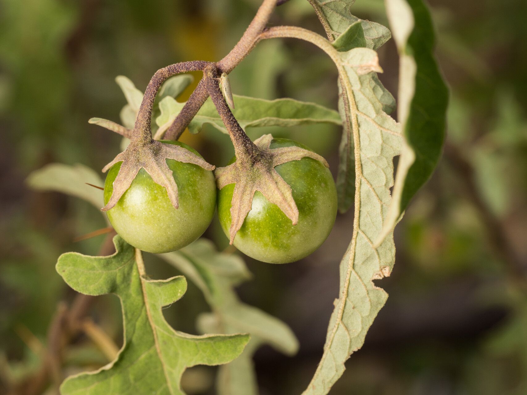 Solanum armourense fruit