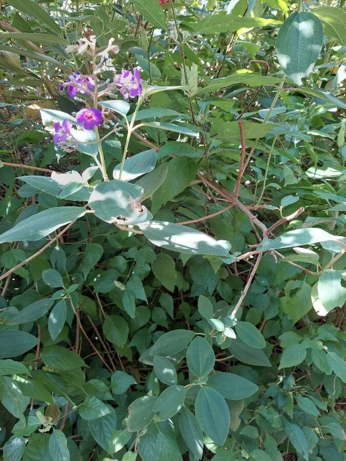 Pleroma heteromallum habit