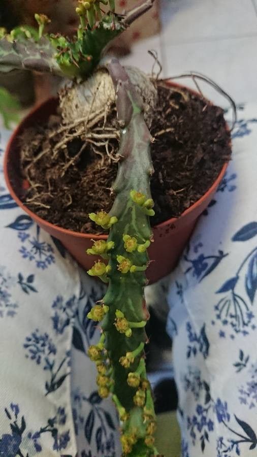 Euphorbia stellata flower