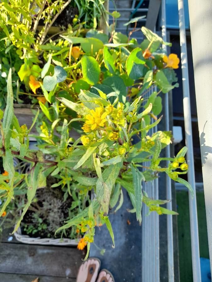 Guizotia abyssinica — search result for 'Niger'